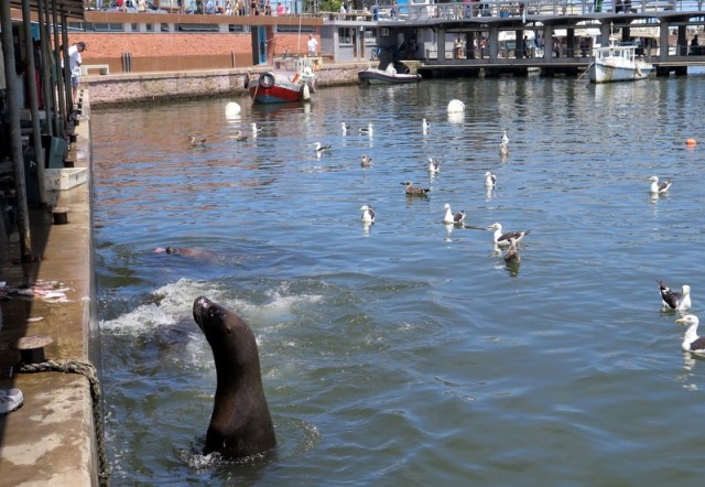 Zdj cia: Punta del Este, Maldonado, Punta del Este 6, URUGWAJ