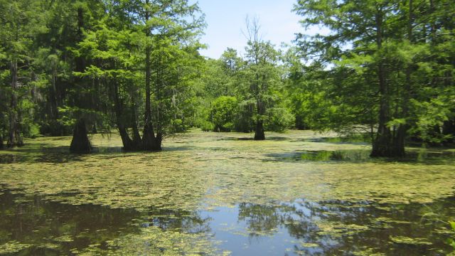 Zdjęcia: Mule Jail Lake, Mississippi, bagna, USA Zdjęcia: Mule Jail Lake, Mississippi, bagna, USA