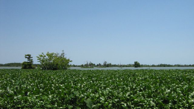 Zdjęcia: na południe od Venice, Luizjana, rozlewiska, USA Zdjęcia: na południe od Venice, Luizjana, rozlewiska, USA