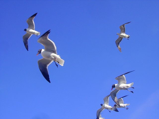Zdjęcia: Outer Banks - Kill Devils Hill, North Carolina, ptasi balet, USA Zdjęcia: Outer Banks - Kill Devils Hill, North Carolina, ptasi balet, USA