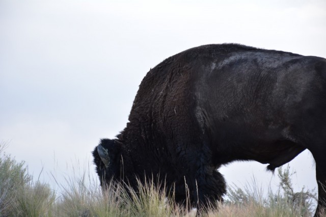 Zdj cia: Antelope Island State Park, Utah, Bizon, USA