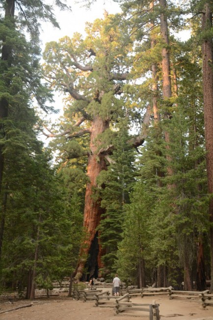 Zdj cia:  Yosemite National Park., Kalifornia, Grizzly Giant, USA