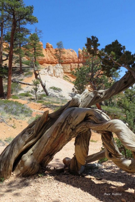 Zdj cia: Park narodowy Bryce Canyon, Utah, Ale mnie poskrcao!, USA