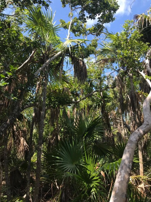Zdj cia: Long Key , Florida Keys, long key state park, USA