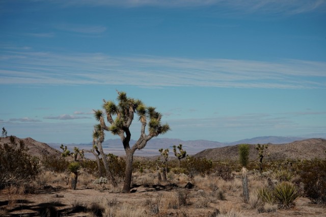 Zdj cia: Park Narodowy Drzew Jozuego, Kalifornia, Drzewa Jozuego na Pustyni Mojave, USA Zdj cia: Park Narodowy Drzew Jozuego, Kalifornia, Drzewa Jozuego na Pustyni Mojave, USA