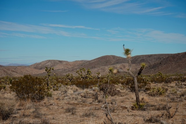 Zdj cia: Park Narodowy Drzew Jozuego, Kalifornia, Błękitnik górski na drzewie Jozuego, USA Zdj cia: Park Narodowy Drzew Jozuego, Kalifornia, Błękitnik górski na drzewie Jozuego, USA