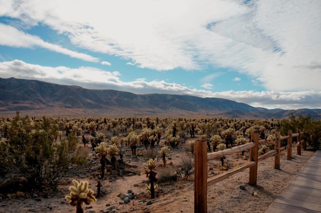 Zdj cia: Park Narodowy Drzew Jozuego, Kalifornia, Ogród Kaktusów Cholla, USA Zdj cia: Park Narodowy Drzew Jozuego, Kalifornia, Ogród Kaktusów Cholla, USA