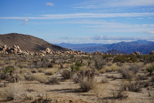 Zdj cia: Park Narodowy Drzew Jozuego, Kalifornia, Panorama na jednym z "przystanków", USA Zdj cia: Park Narodowy Drzew Jozuego, Kalifornia, Panorama na jednym z "przystanków", USA