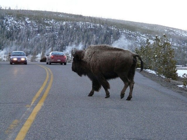 Zdjęcia: Yellowstone, Wyoming, bizony w Yellowstone National Park, USA Zdjęcia: Yellowstone, Wyoming, bizony w Yellowstone National Park, USA
