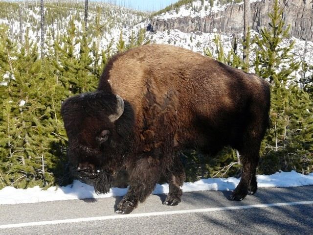 Zdjęcia: Yellowstone, Wyoming, piesi idą poboczem !!, USA Zdjęcia: Yellowstone, Wyoming, piesi idą poboczem !!, USA