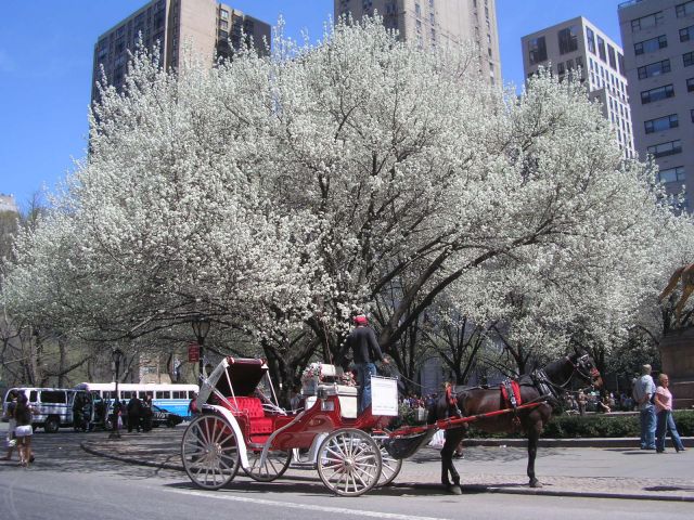 Zdjęcia: NY 5 th AV , wiosna , USA Zdjęcia: NY 5 th AV , wiosna , USA