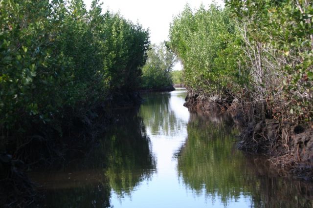Zdjęcia: Everglades national park, Floryda, wyprawa w poszukiwaniu aligatorow, USA Zdjęcia: Everglades national park, Floryda, wyprawa w poszukiwaniu aligatorow, USA