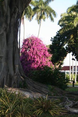 Zdjęcia: fort Myers/ dom Edisona, floryda, w ogrodzie Edisona, USA Zdjęcia: fort Myers/ dom Edisona, floryda, w ogrodzie Edisona, USA