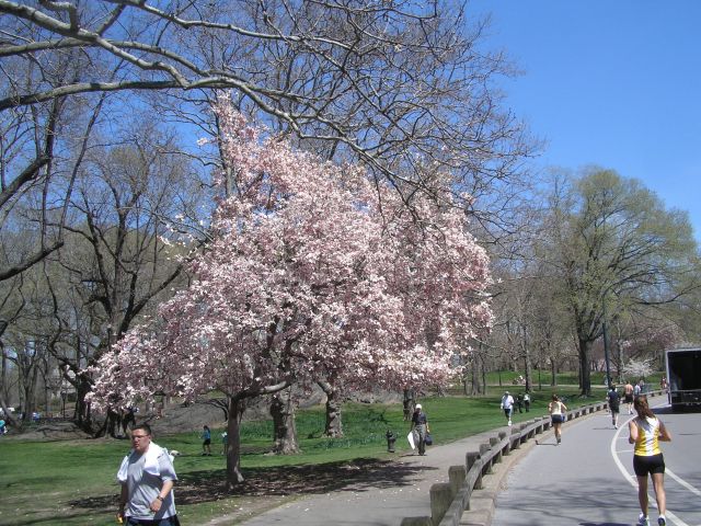 Zdjęcia: central park , NY , wiosna , USA Zdjęcia: central park , NY , wiosna , USA