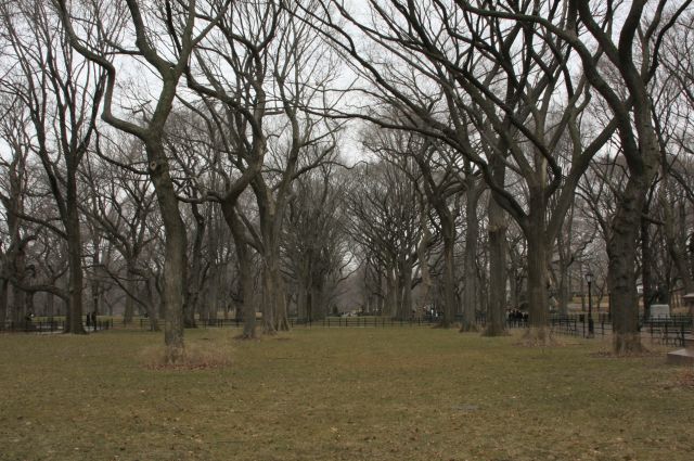 Zdjęcia: central park ......NY, drzewka...., USA Zdjęcia: central park ......NY, drzewka...., USA