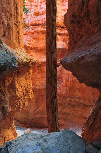 Zdjęcia: Bryce Canyon, Utah, Bryce Canyon, USA Zdjęcia: Bryce Canyon, Utah, Bryce Canyon, USA