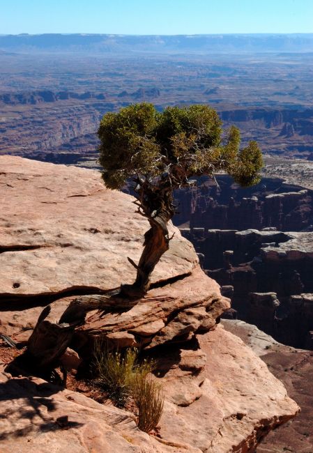 Zdjęcia: Canyonlands / Island in the sky / Grand View PointTrail, Utah, samotne drzewo, USA Zdjęcia: Canyonlands / Island in the sky / Grand View PointTrail, Utah, samotne drzewo, USA