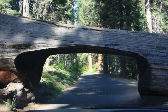 Zdjęcia: Sequoia National Park - Sierra Nevada, California, Przewrócona sequoia , USA Zdjęcia: Sequoia National Park - Sierra Nevada, California, Przewrócona sequoia , USA