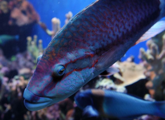 Zdjęcia: Maui / Ma'alaea / Oceanarium, Hawaje, oko w oko, USA Zdjęcia: Maui / Ma'alaea / Oceanarium, Hawaje, oko w oko, USA