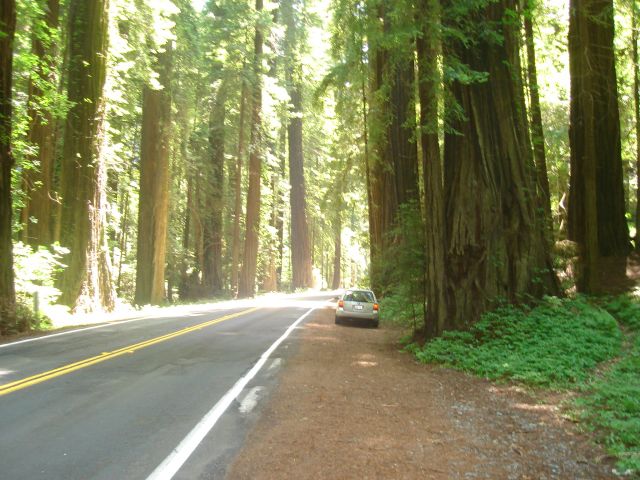 Zdjęcia: słynna Road 1, California, Red Woods -czyli sekwoje, USA Zdjęcia: słynna Road 1, California, Red Woods -czyli sekwoje, USA