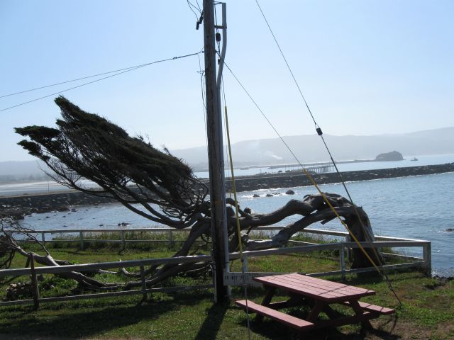 Zdjęcia: Pacyfik - Crescent City, California, Wygięte drzewo piniowe od oceanicznego wiatru, USA Zdjęcia: Pacyfik - Crescent City, California, Wygięte drzewo piniowe od oceanicznego wiatru, USA