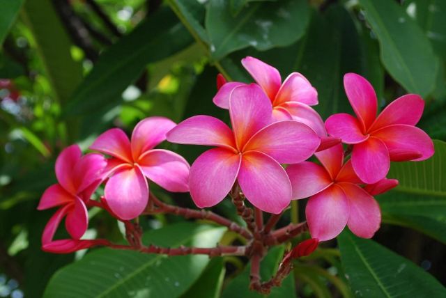 Zdjęcia: Oahu, Hawaje, Plumeria, USA Zdjęcia: Oahu, Hawaje, Plumeria, USA