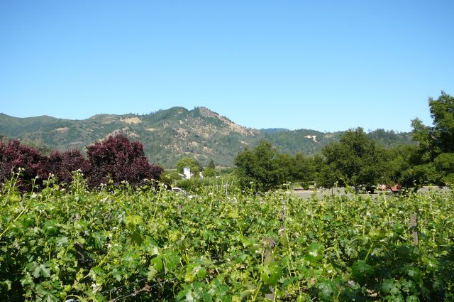 Zdjęcia: Calistoga, Nappa Valey, winnice, USA Zdjęcia: Calistoga, Nappa Valey, winnice, USA