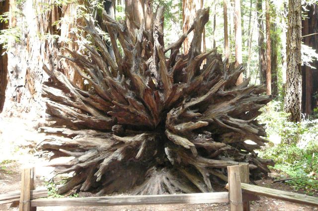 Zdjęcia: Red Wood Park, Kalifornia, korzenie drzewa czerwonego, USA Zdjęcia: Red Wood Park, Kalifornia, korzenie drzewa czerwonego, USA
