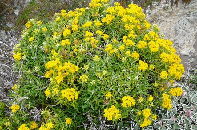 Zdjęcia: Point Reyes, Kalifornia, nadmorskie kwiaty, USA Zdjęcia: Point Reyes, Kalifornia, nadmorskie kwiaty, USA