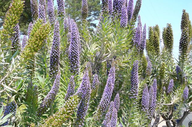 Zdjęcia: Olema, Kalifornia, Pacyficzne kwiatki, USA Zdjęcia: Olema, Kalifornia, Pacyficzne kwiatki, USA