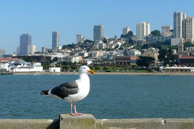 Zdjęcia: San Francisco, Kalifornia, widok z mewą, USA Zdjęcia: San Francisco, Kalifornia, widok z mewą, USA