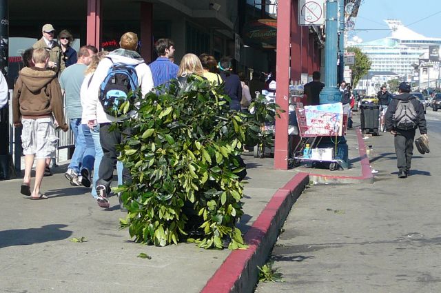 Zdjęcia: San Francisco, Kalifornia, nwykly a jednak niezwykly krzaczek 1, USA Zdjęcia: San Francisco, Kalifornia, nwykly a jednak niezwykly krzaczek 1, USA