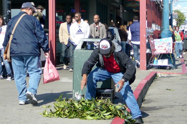 Zdjęcia: San Francisco, Kalifornia, zwykly a jednak niezwykly krzaczek 2, USA Zdjęcia: San Francisco, Kalifornia, zwykly a jednak niezwykly krzaczek 2, USA