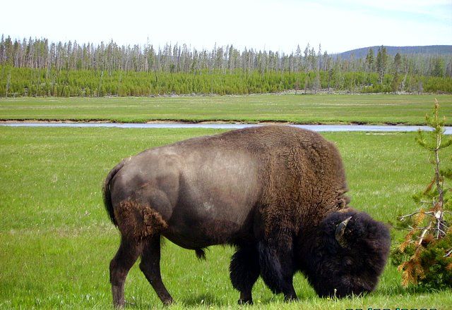 Zdjęcia: Park Yellowstone, Wyoming, król Yellowstone, USA Zdjęcia: Park Yellowstone, Wyoming, król Yellowstone, USA