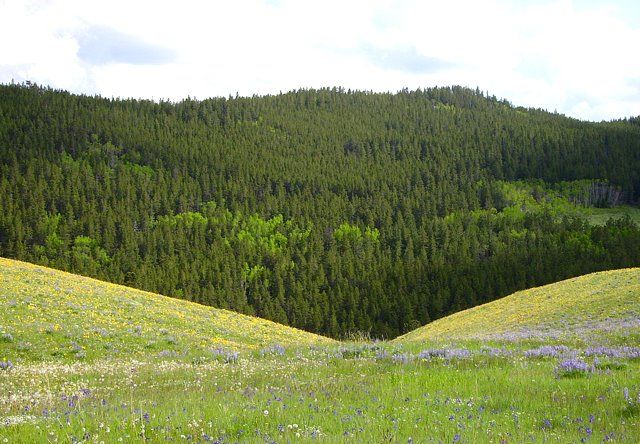Zdjęcia: okolice Yellowstone, Wyoming, górska łąka, USA Zdjęcia: okolice Yellowstone, Wyoming, górska łąka, USA