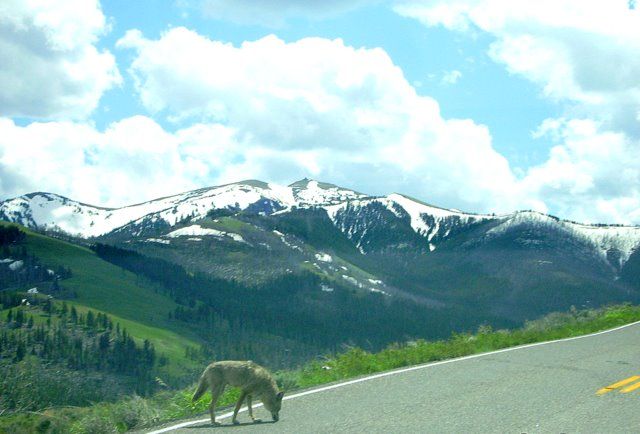 Zdjęcia: Yellowstone, Wyoming, spotkanie z wilkiem, USA Zdjęcia: Yellowstone, Wyoming, spotkanie z wilkiem, USA