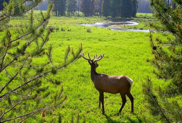 Zdjęcia: Yellowstone, Wyoming, zdjęcie jak landszaft-kicz z jeleniem w tle, USA Zdjęcia: Yellowstone, Wyoming, zdjęcie jak landszaft-kicz z jeleniem w tle, USA
