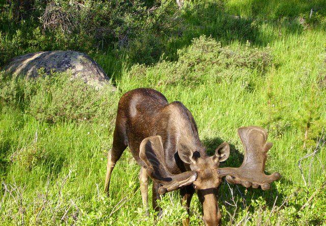 Zdjęcia: Yellowstone, Wyoming , łoś w całości dla Qmoszki, USA Zdjęcia: Yellowstone, Wyoming , łoś w całości dla Qmoszki, USA