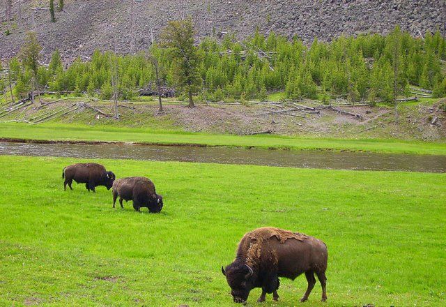Zdjęcia: Yellowstone, Wyoming, bizony na wypasie, USA Zdjęcia: Yellowstone, Wyoming, bizony na wypasie, USA