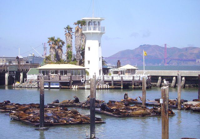 Zdjęcia: San Franciso, Kalifornia, foki przy Molu 39, USA Zdjęcia: San Franciso, Kalifornia, foki przy Molu 39, USA