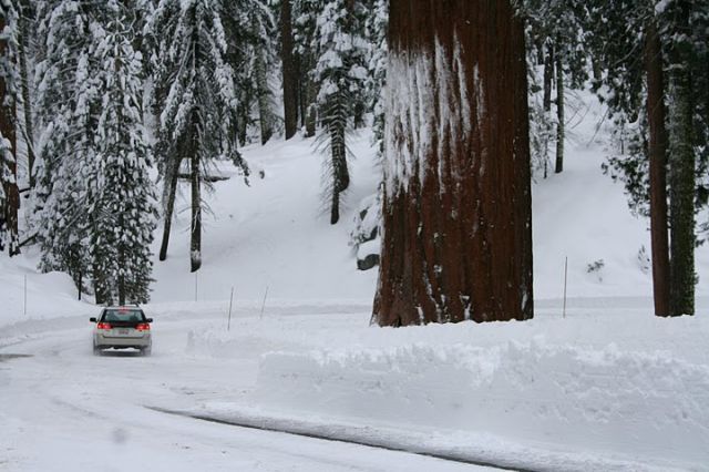 Zdjęcia: Sequoia National Park, California, Gigant, USA Zdjęcia: Sequoia National Park, California, Gigant, USA