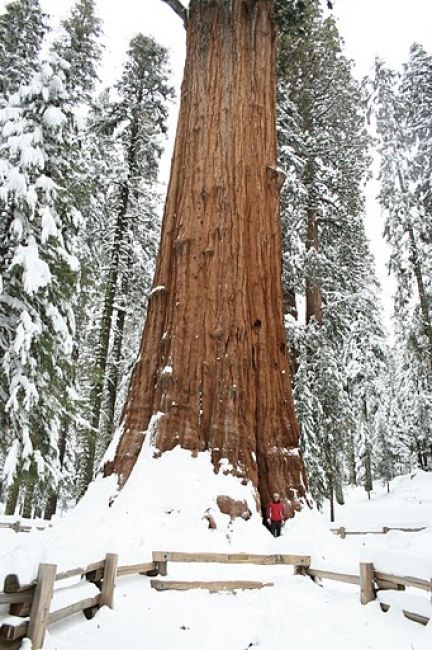 Zdjęcia: Sequoia National Park, California, Sherman - najwieksze drzewo swiata, USA Zdjęcia: Sequoia National Park, California, Sherman - najwieksze drzewo swiata, USA