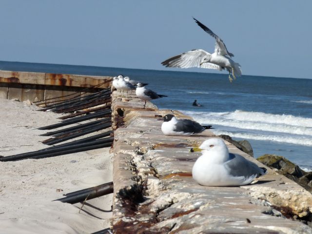 Zdjęcia: st Augustine, Floryda, St Augustine Beach, USA Zdjęcia: st Augustine, Floryda, St Augustine Beach, USA