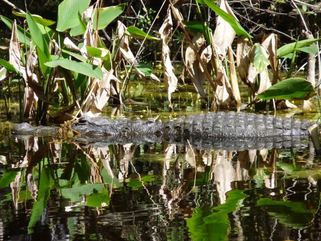 Zdjęcia: Everglades, Floryda, wolny Ali gator , USA Zdjęcia: Everglades, Floryda, wolny Ali gator , USA