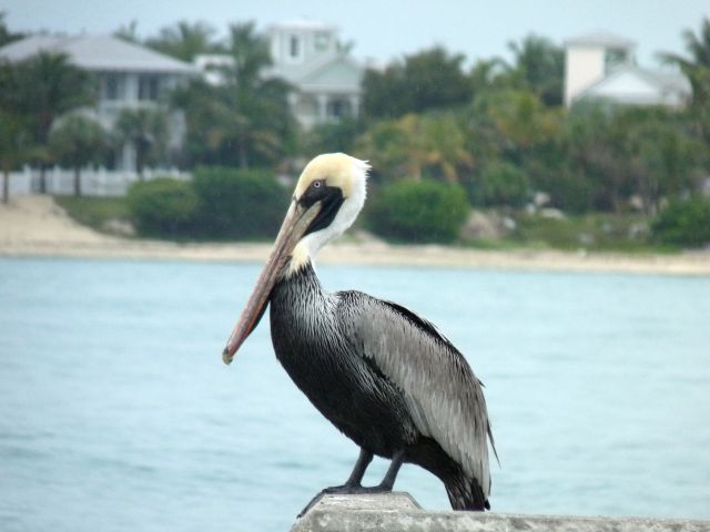 Zdjęcia: Key West, Florida, czyżby czapla, USA Zdjęcia: Key West, Florida, czyżby czapla, USA