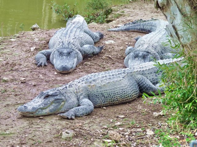 Zdjęcia: Blisko Homstead, Florida, W Aligatorni, USA Zdjęcia: Blisko Homstead, Florida, W Aligatorni, USA