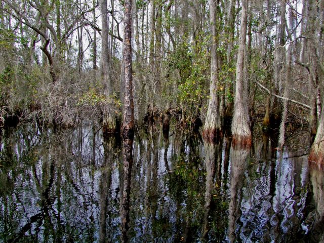 Zdjęcia: Georgia / Okefenokee Swamp , Okefenokee Swamp 3, USA Zdjęcia: Georgia / Okefenokee Swamp , Okefenokee Swamp 3, USA