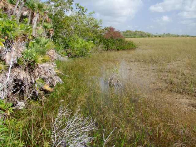 Zdjęcia: Floryda / Everglades NP, Naprawde powolna rzeka, USA Zdjęcia: Floryda / Everglades NP, Naprawde powolna rzeka, USA