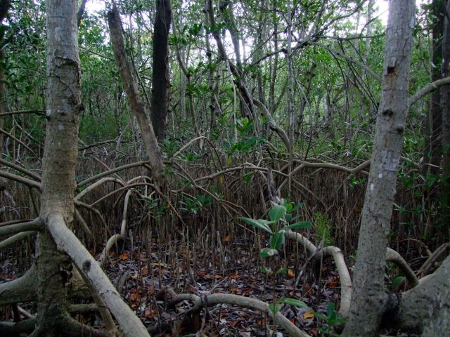 Zdjęcia: Floryda / Everglades NP, las namorzynowy, USA Zdjęcia: Floryda / Everglades NP, las namorzynowy, USA