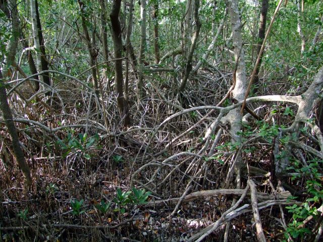 Zdjęcia: Floryda / Everglades NP, namorzyny, USA Zdjęcia: Floryda / Everglades NP, namorzyny, USA